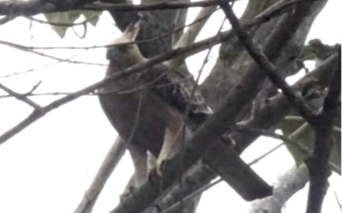 Thumbnail Berita - Populasi Terjaga di Gunung Pucung, Desa Bulukerto Batu Resmi Tetapkan Elang Jawa Jadi Maskot