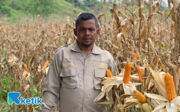 Hasil Panen Jagung Capai 150 Ton, Abdya Berpotensi Jadi Daerah Penyuplai Jagung di Aceh