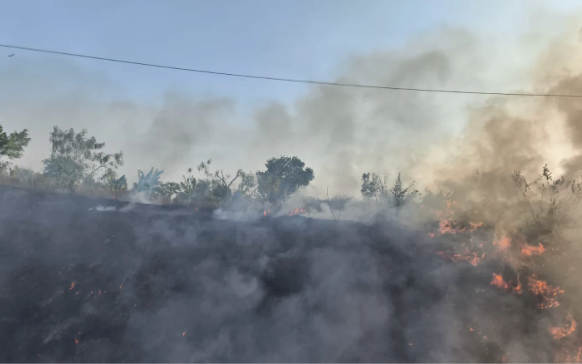 Thumbnail Berita - Awas! Bakar Semak Ilalang di Jalur KA Bisa Kena Sanksi, Ini Penjelasan KAI Daop 7 Madiun