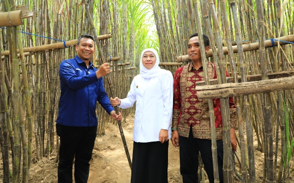 Thumbnail Berita - Gubernur Jatim Luncurkan KUR Khusus Petani Tebu di Bondowoso