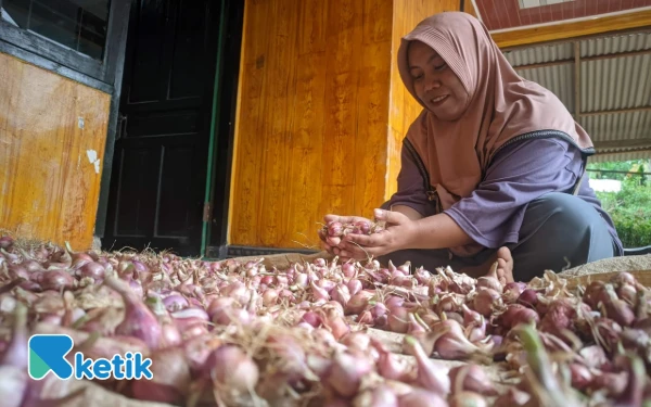 Thumbnail Berita - Petani di Pacitan Terpukul Hasil Panen Bawang Merah Merosot, Ini Biangnya