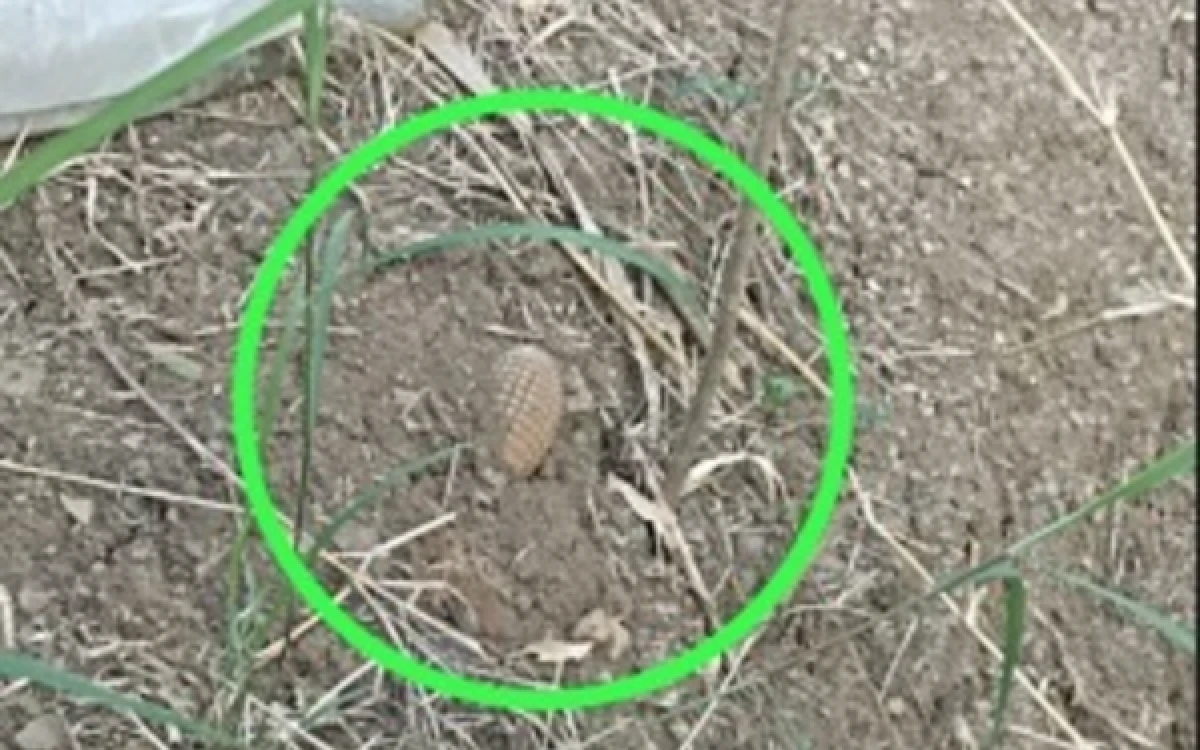 Thumbnail Berita - Petani Temukan Granat Jenis Nanas di Lahan Jagung Desa Penujah Kabupaten Tegal