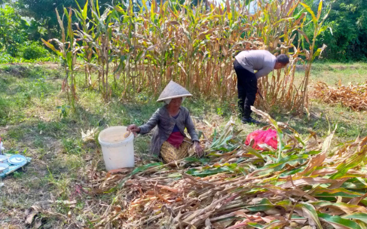 Thumbnail Berita - Polri Bersama Masyarakat, Polsek Kedungkandang Bantu Panen 1,2 Ton Jagung di Cemorokandang