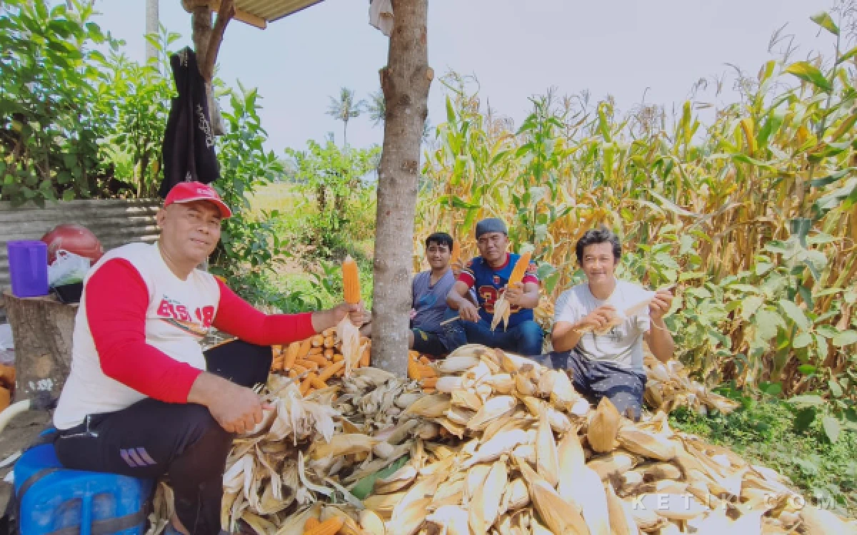 Thumbnail Berita - Perdana! KKMP Cemorokandang dan Polri Panen Jagung Bhayangkara, Dukung Program Ketahanan Pangan