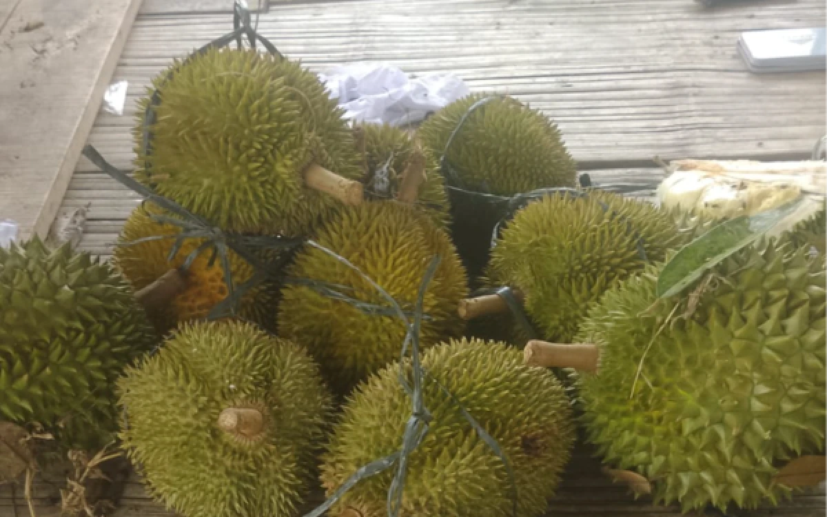 Thumbnail Berita - Kabupaten Lebak Banjir Durian, Musim Panen Diperkirakan Berlangsung hingga Oktober