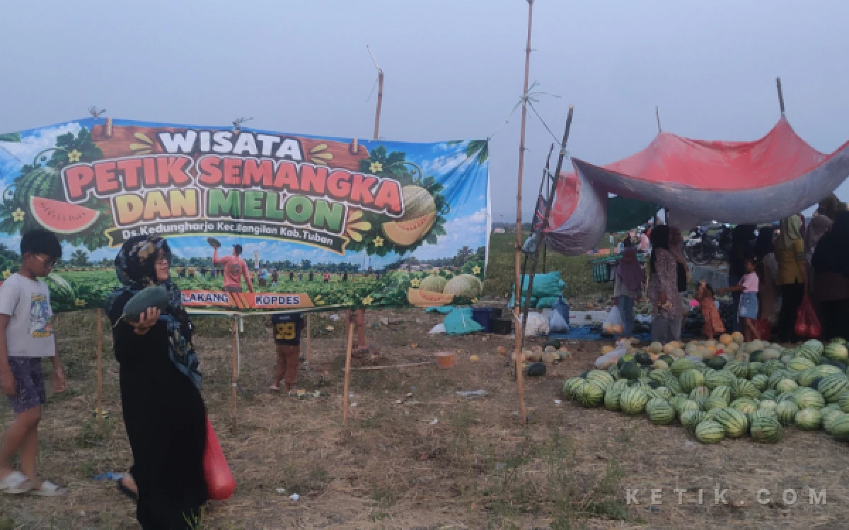 Thumbnail Berita - Viral di Tuban! Berdayakan Ekonomi Kerakyatan, Sawah di Bangilan Diserbu Warga Lewat Wisata Petik Buah Mulai Rp 3 Ribu