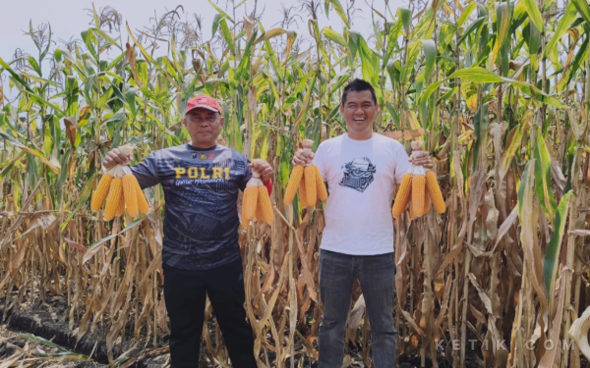 Thumbnail Berita - Dipanen Perdana oleh KKMP Cemorokandang Kota Malang, Ini Keunggulan Bibit Jagung Bhayangkara