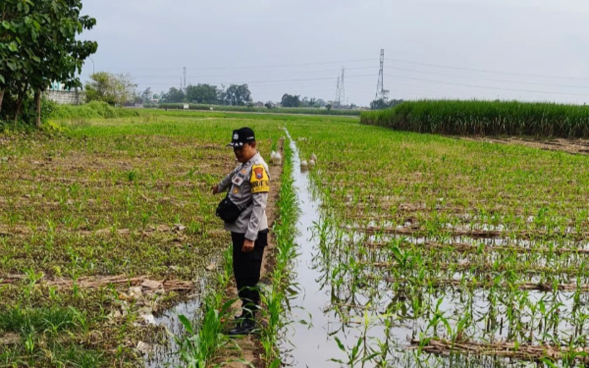 Thumbnail Berita - Sinergi Polri dan Masyarakat, Bhabinkamtibmas Polsek Lowokwaru Tinjau Lahan Jagung di Bumiayu