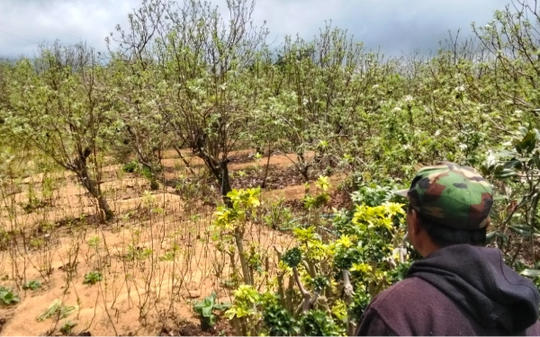 Thumbnail Berita - Serbuan Kutu sampai Bahan Kimia jadi Biang Kerok Anjloknya Produksi Apel Kota Batu