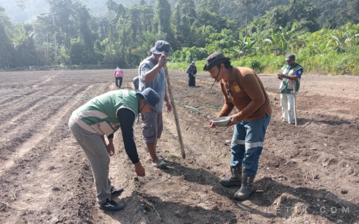 Bareng Harita Nickel, Petani Baru Jaya Tanam Kedelai di Obi