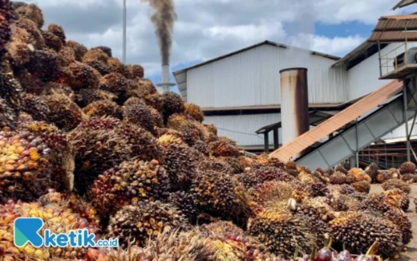 Thumbnail Berita - CPO Mahal, Harga TBS Sawit Petani di Abdya Rendah, Apkasindo: Tidak Proporsional