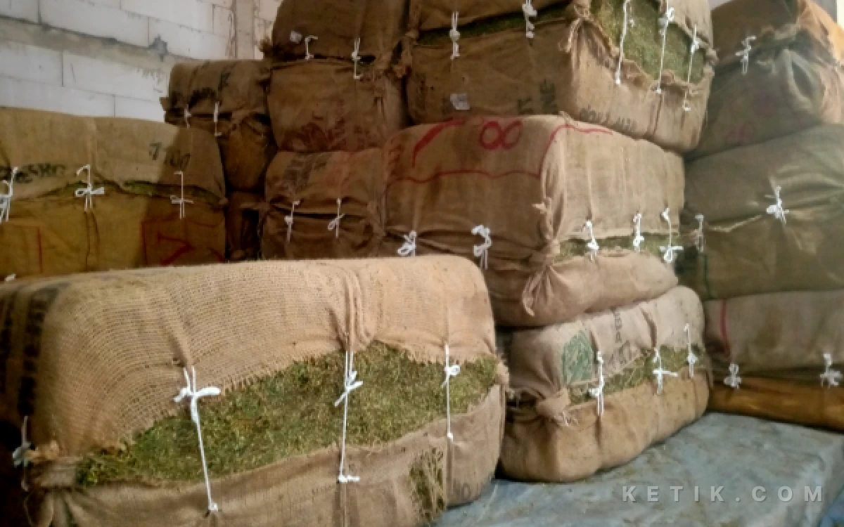 Foto Kemasan daun kering tembakau hasil rajangan di kemas 50 kg per balle di Gudang Cahyo Tobacco, Sabtu 5 September 2026 (Foto : Ahmad Istihar/Ketik.com)