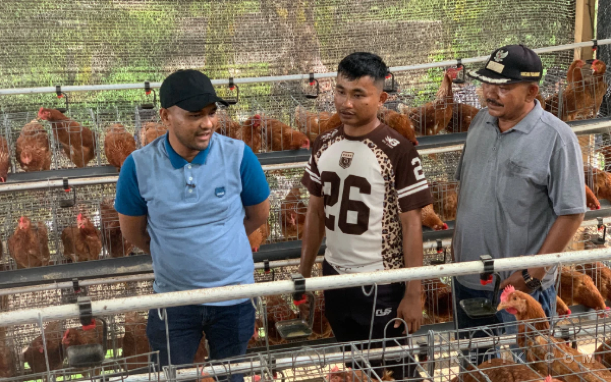 Foto Jamaluddin Idham meninjau pelaksanaan program ayam petelur yang bersumber dari pokir DPR RI di Susoh, Abdya, Senin (19/102026). (Foto: T. Rahmat/Ketik)