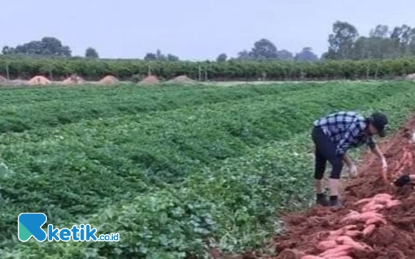 Thumbnail Berita - Mengulik Program Mendiang AYW, Ubi Jalar Sepanjang Tepi Jalan Wayamiga Babang