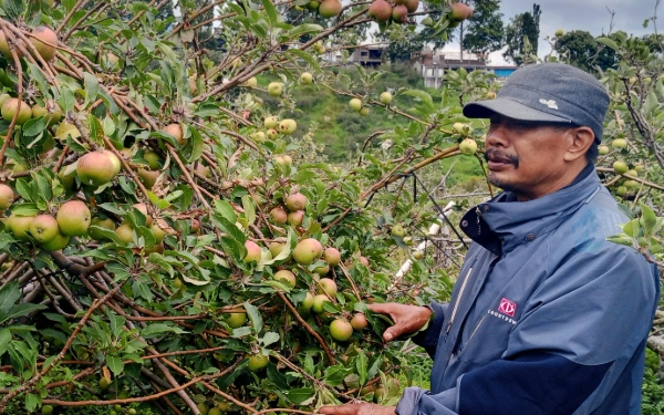 Bukan Cuma Hijau! Kenali 4 Varietas Apel Batu yang Paling Hits: Mana yang Cocok untuk Dimakan atau Dijadikan Sari?
