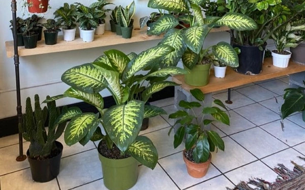 Thumbnail 3 Tips Merawat Tanaman saat Ditinggal Mudik Lebaran 2023