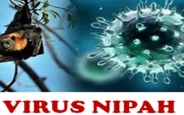 Waspada Virus Nipah: Fatalitas Tinggi, Pakar UGM Ingatkan Pentingnya Deteksi Dini dan Kesiapan Sistem Kesehatan