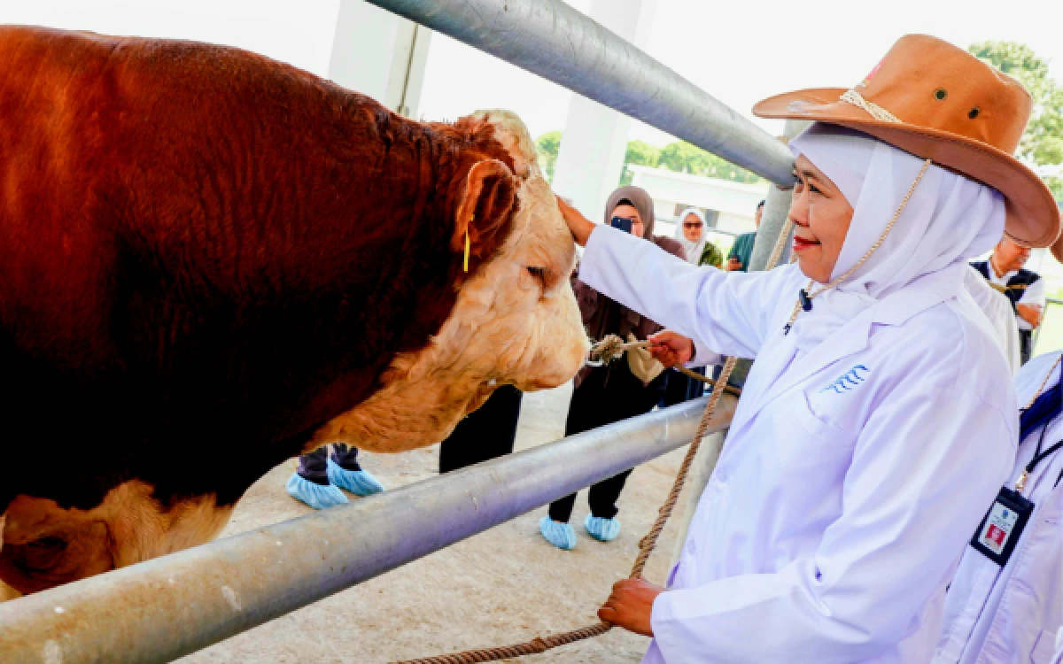 Thumbnail Berita - Dukung percepatan swasembada daging Indonesia, Gubernur Khofifah Apresiasi BBIB Singosari Sukses Siapkan Semen Beku Sapi Wagyu dan Belgian Blue