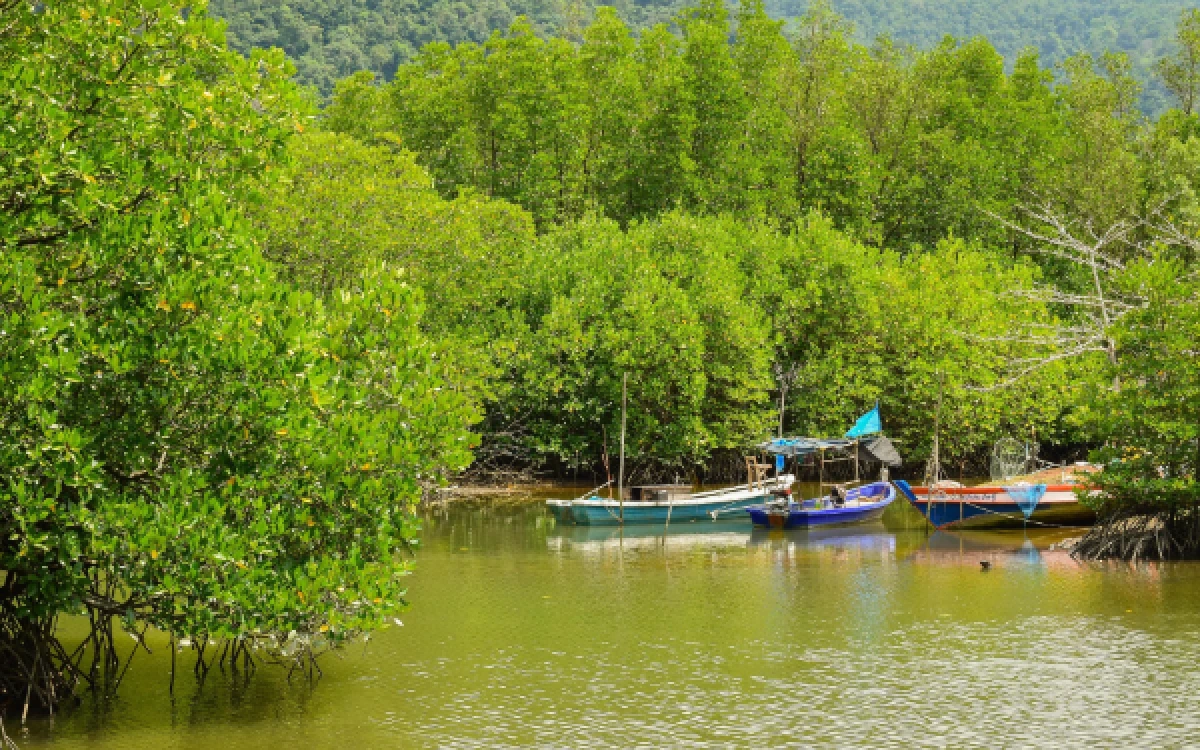 Foto Hutan Mangrove di pesisir pantai sebagai tembok abrasi untuk perkampungan sekitar (Foto:Pixabay)
