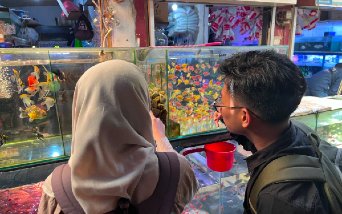 Thumbnail Berita - Banyak yang Keliru! Pedagang Ikan Hias Bagikan Cara Merawat Ikan agar Tak Mudah Mati
