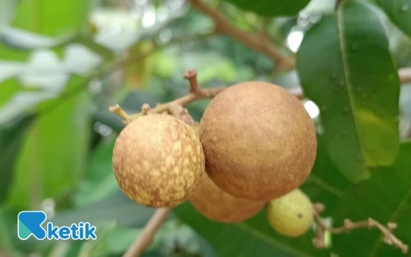 Ragam Manfaat Buah Kelengkeng untuk Kesehatan, Bisa Turunkan Risiko Penyakit Jantung