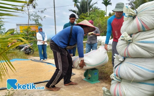 Thumbnail Berita - Berikan Contoh, Bulog Blangpidie Serap Gabah Petani Sesuai HPP
