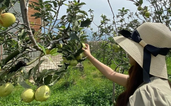 Wajib Kunjung! 3 Agrowisata Petik Apel Terbaik di Kota Batu, Paling Manis dan Harganya Gak Bikin Kantong Jebol