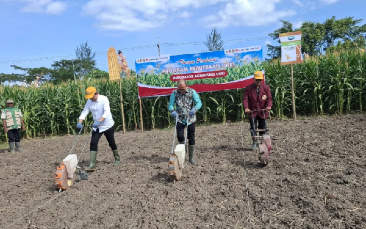 Thumbnail Pemkab Jember dan UKRI Luncurkan Inkubator Agribisnis, Hilirisasi Jagung Jadi Fokus Penguatan UMKM Pertanian