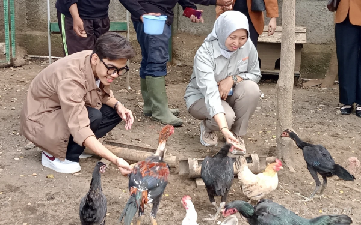 Foto Pemberian hasil pengolahan limbah makanan kepada ayam di Grand Mercure Malang Mirama. (Foto: Aliyah/Ketik.com)