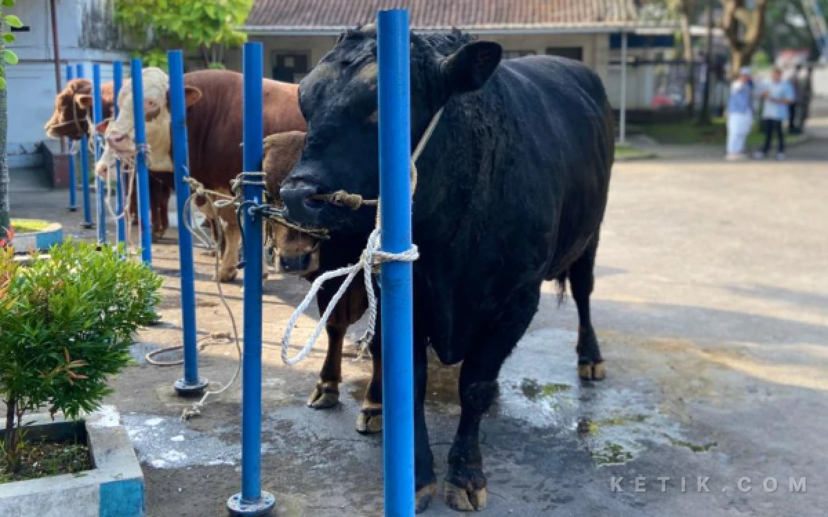Thumbnail Berita - Blackjack Sang Jawara! Sapi Brangus Dibeli Presiden Rp105 Juta untuk Kurban di Kota Malang