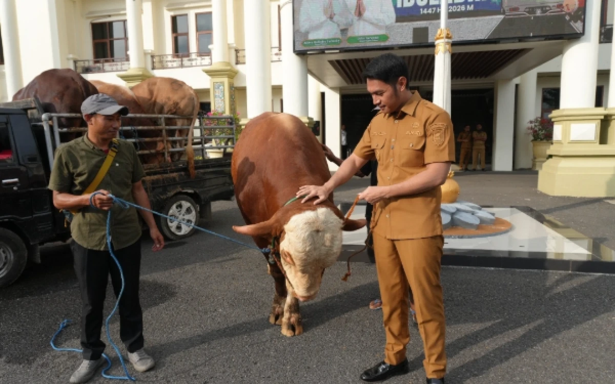 Thumbnail Berita - Dua Sapi Kurban Bantuan Presiden dan Setkab RI Disalurkan ke Kecamatan Kenduruan Tuban