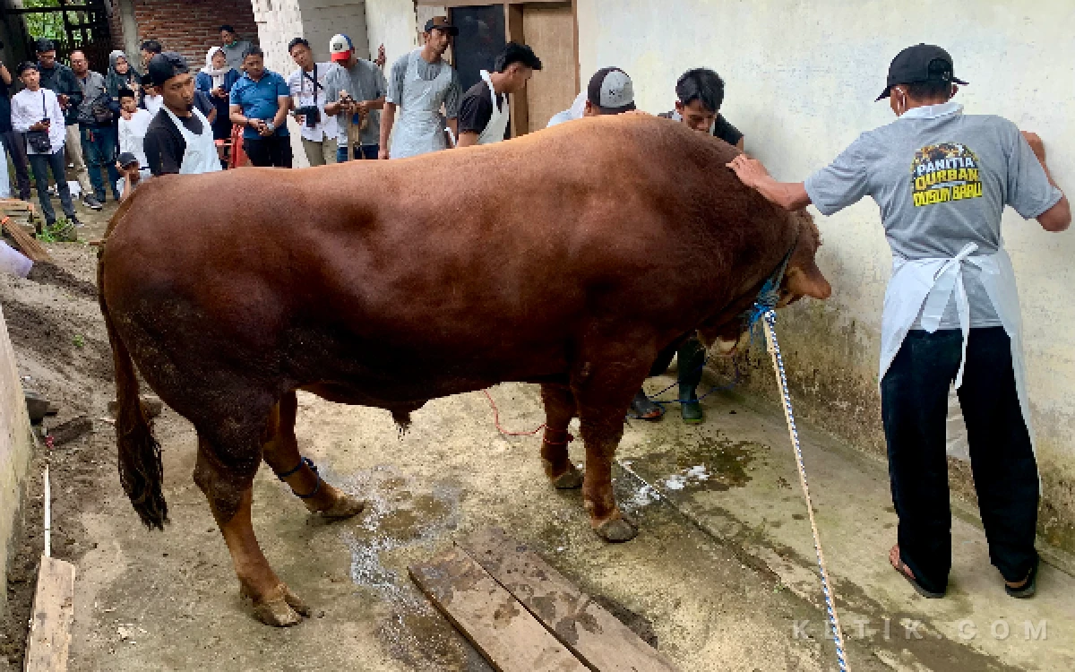 Thumbnail Berita - Di Ketinggian 1.000 Mdpl Kota Batu, Sapi Kurban Presiden Prabowo Berbobot 1,2 Ton Disembelih
