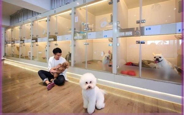 Mudik Tenang Tanpa Khawatir, Ini 7 Rekomendasi Pet Hotel di Malang untuk Titipkan Anabul Saat Lebaran