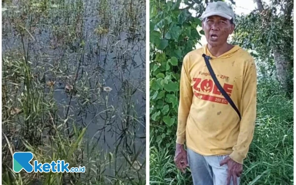 Thumbnail Selalu Tergenang Air, Petani Sekitar Tambak Udang Hanya Bisa Tanam Setahun Sekali di Yosowilangun Lumajang