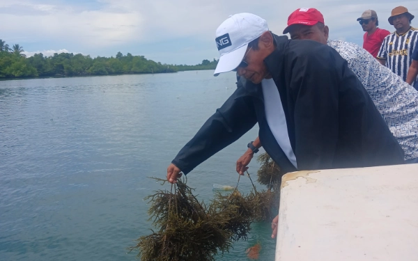 Thumbnail Berita - [FOTO] Wabup Halsel Helmi Umar Muchsin Tinjau Lokasi Budi Daya Rumput Laut di Desa Laluin
