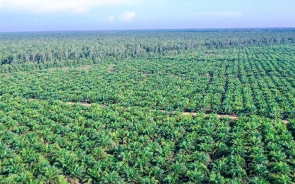 Thumbnail Berita - Rakyat Abdya Menang Lawan PT CA, 2 Ribu Hektare Lahan Eks HGU Dikabulkan MA