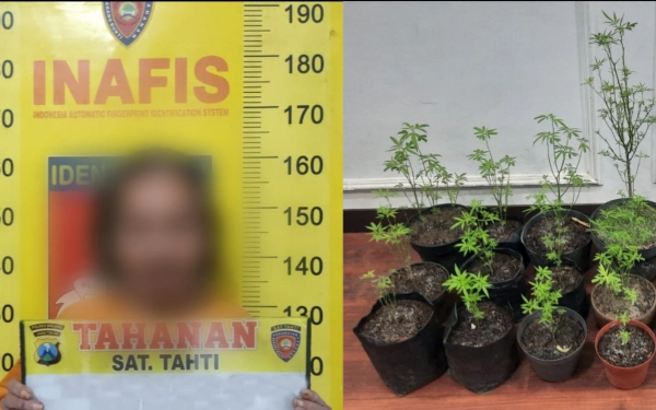 Thumbnail Pria Wonosari Kabupaten Malang Terciduk Tanam Ganja, Polisi Buru Pemasok Bibit