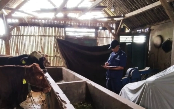 Thumbnail 29 Ekor Sapi di Kabupaten Malang Mati Akibat PMK, Dewan Dorong Intervensi Melalui BTT