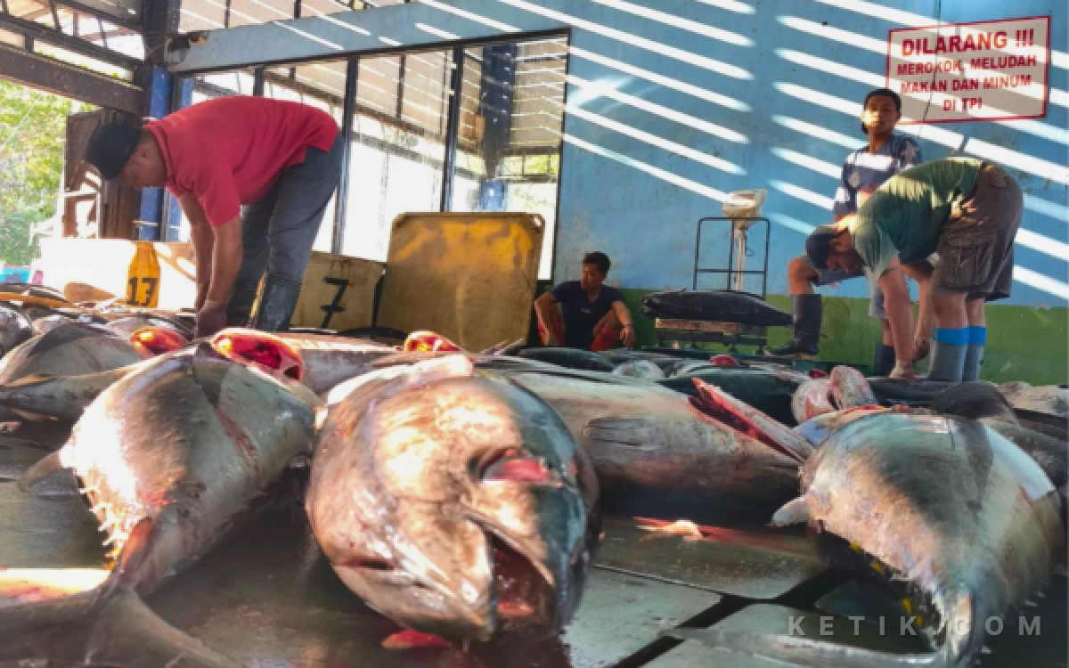 Thumbnail Berita - Intip Hasil Tangkap Tuna Nelayan Pacitan, Diekspor hingga China dan Jepang