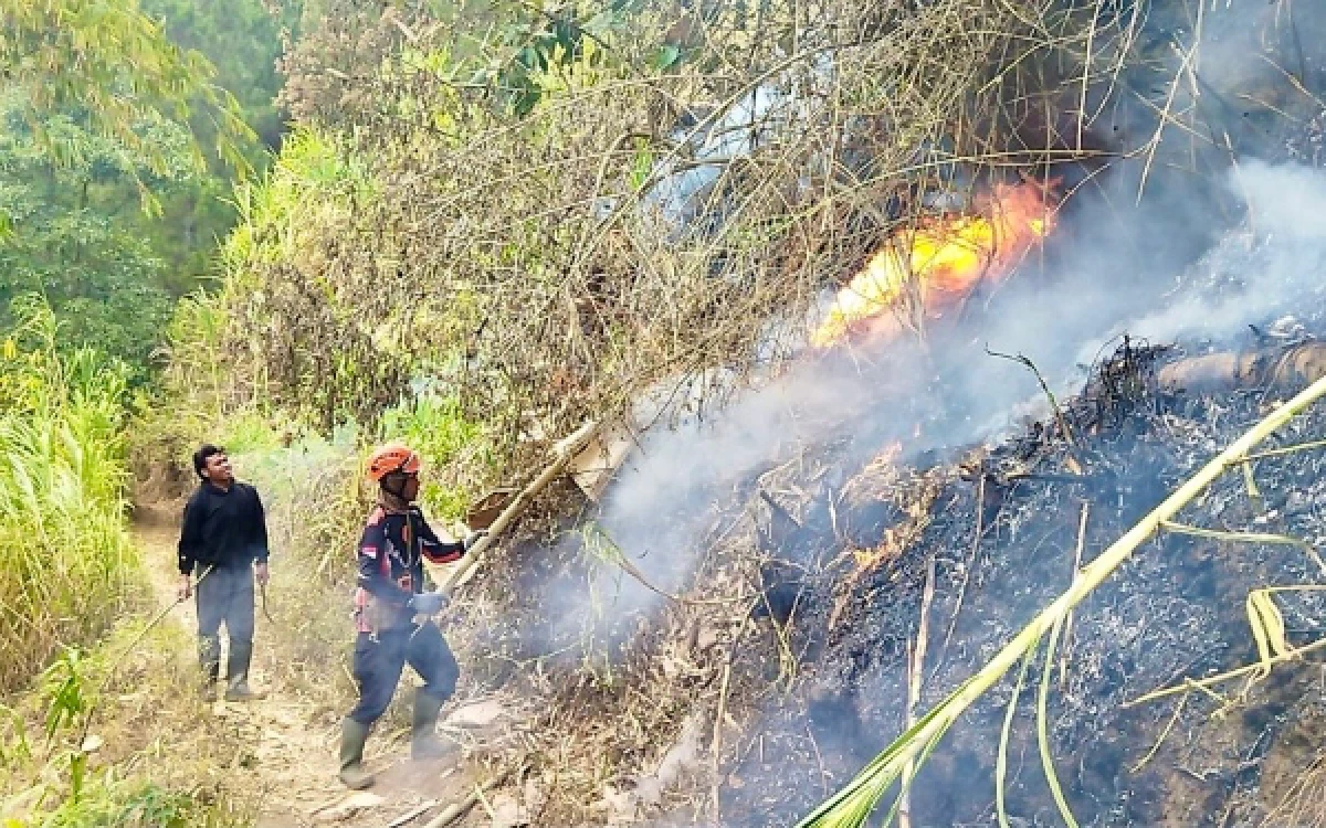 Thumbnail Berita - Hutan Pinus Oro-oro Ombo Kota Batu Terbakar, 1 Hektare Vegetasi Hangus