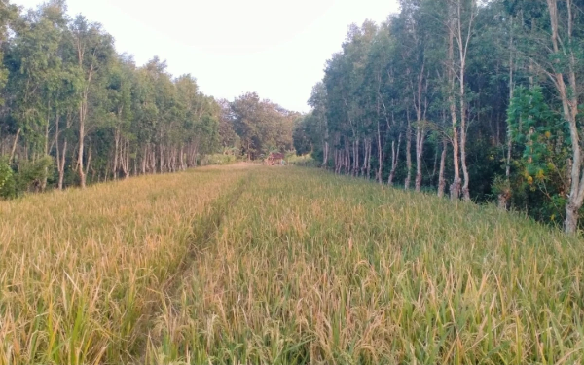Thumbnail Berita - Perhutani Ngawi Ubah Kawasan Hutan Rawan Konflik Menjadi Sumber Penghasilan Warga Lewat Program MUK