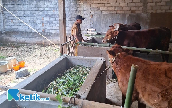 Dukung Ketahanan Pangan, Kades Sumberagung Kabupaten Malang Buat Program Sate Sapi
