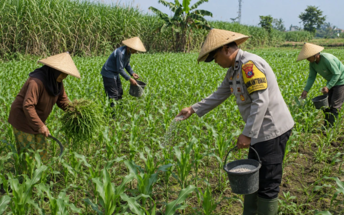 Thumbnail Berita - Dukung Ketahanan Pangan, Bhabinkamtibmas Kelurahan Buring Turun Langsung Dampingi Petani Jagung