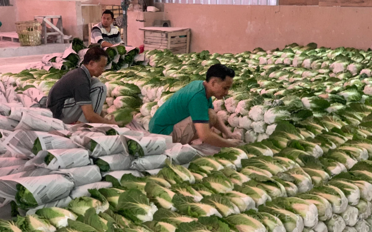 Thumbnail Berita - Hasil Panen Sayur Terbaik, Petani Kota Batu Sering Distribusi ke Luar Pulau