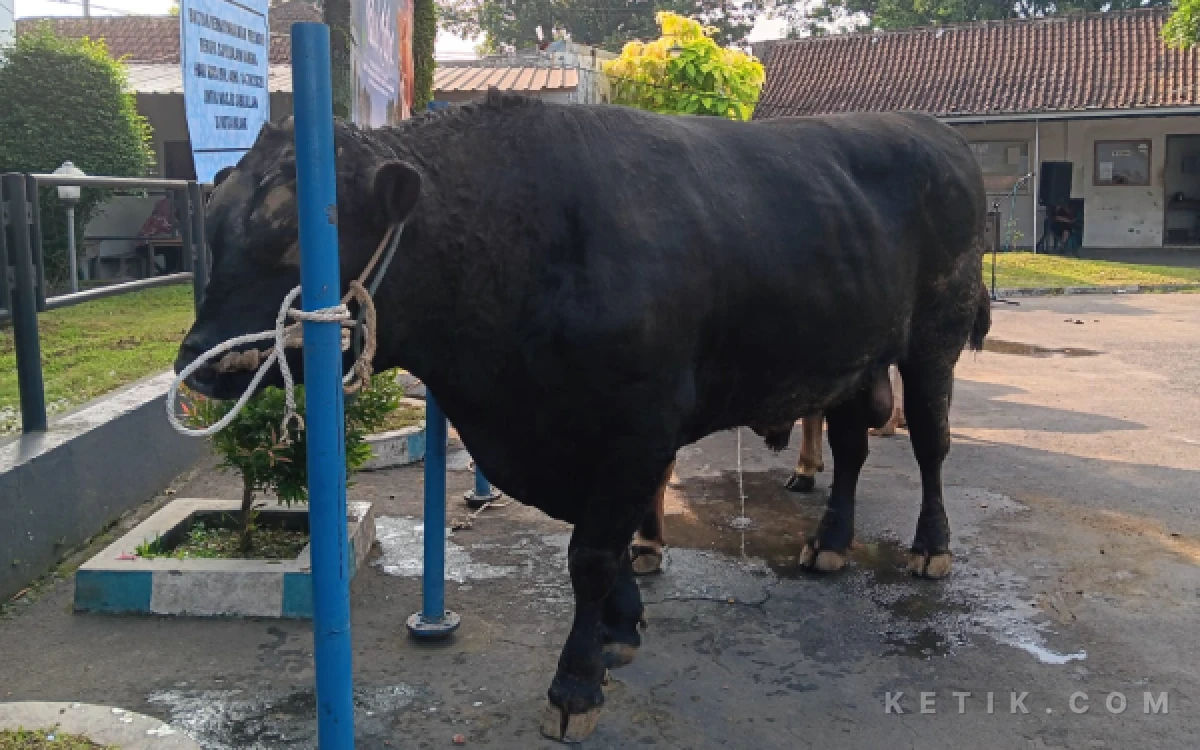 Thumbnail Berita - Sapi Blackjack Kurban Presiden Prabowo Diserahkan ke Masjid Sabilillah, Disembelih Besok di RPH Kota Malang