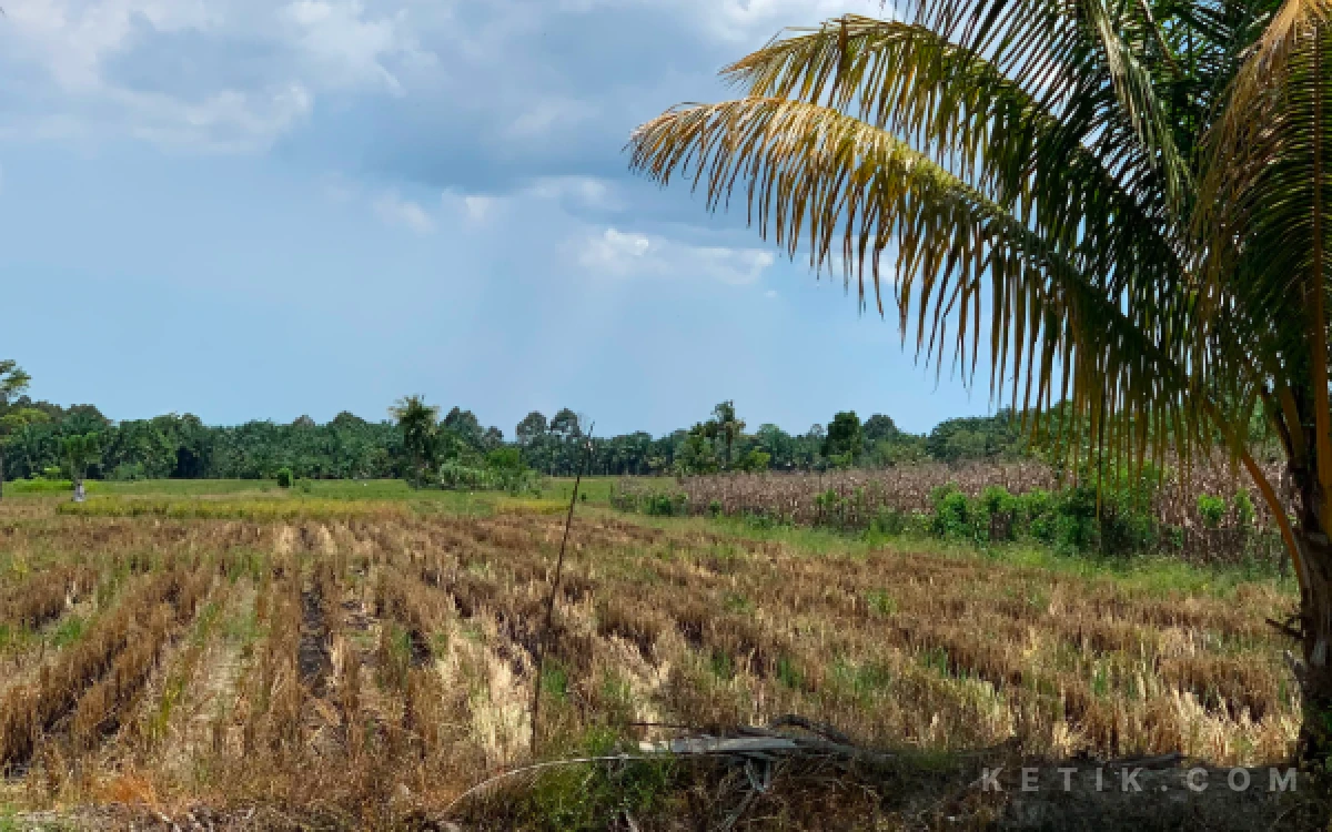 Thumbnail Berita - Irigasi Hancur, 500 Hektare Sawah di Babahrot Terancam Hilang dari Peta Pangan