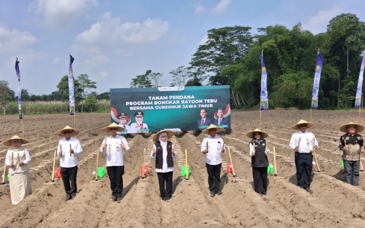 Thumbnail Berita - Kejar Swasembada Gula 2026, Kementan Targetkan Bongkar Ratoon Tebu 97 Hektar