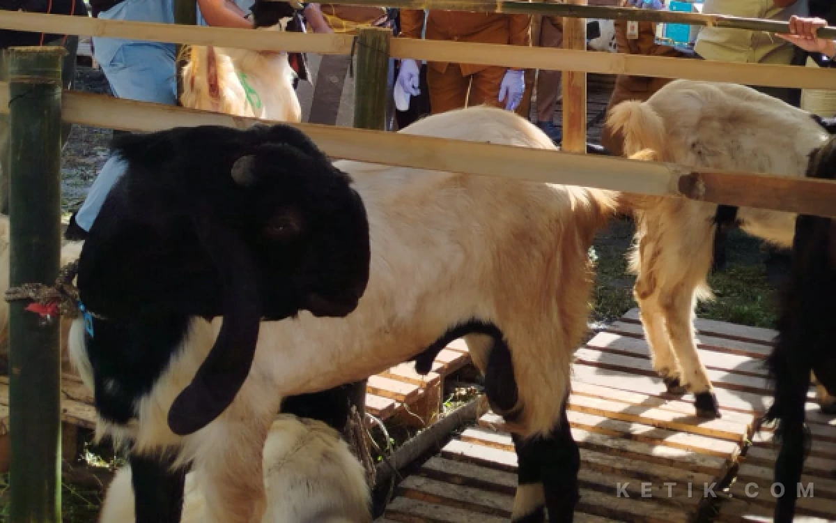 Thumbnail Berita - Tren Kurban 2026 di Kota Malang: Sapi Lebih Diminati Ketimbang Kambing