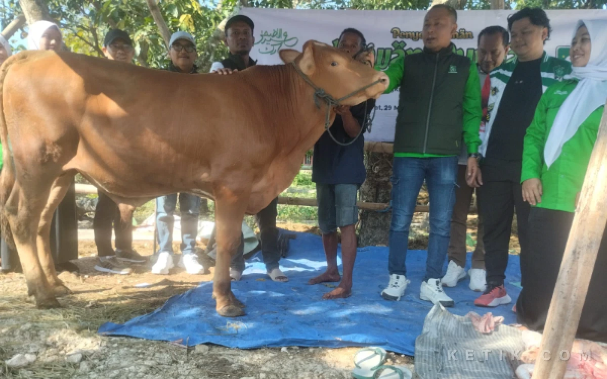 Thumbnail PKB Bojonegoro Sembelih 8 Sapi dan 17 Kambing Kurban, Abdullah Umar Ajak Perkuat Kepedulian Sosial