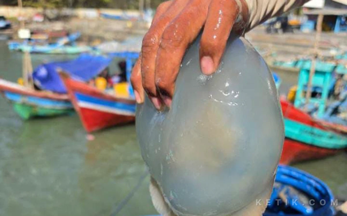 Thumbnail Berita - Musim Angin Timur, Nelayan Cilacap Panen Ubur-Ubur hingga 1 Ton Sekali Melaut